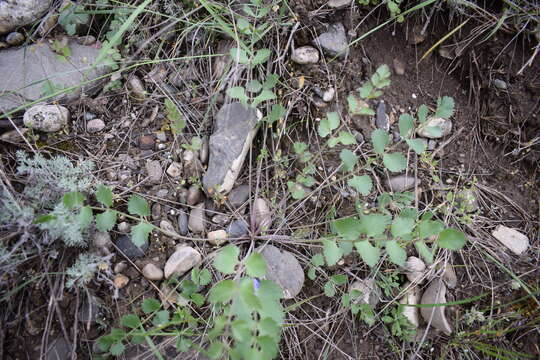 Image de Pimpinella aromatica M. Bieb.