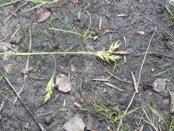 Image of chestnut sedge