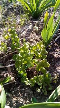 Image of Adiantum chilense Kaulf.