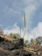 Agave horrida subsp. horrida resmi