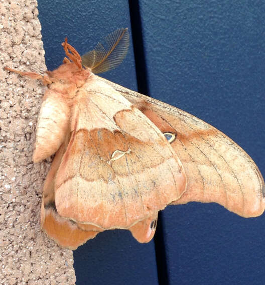 Image of Antheraea subgen. Telea Hübner (1819)