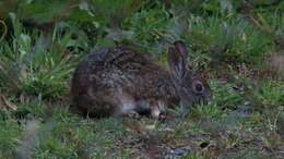 Image of Andean tapeti