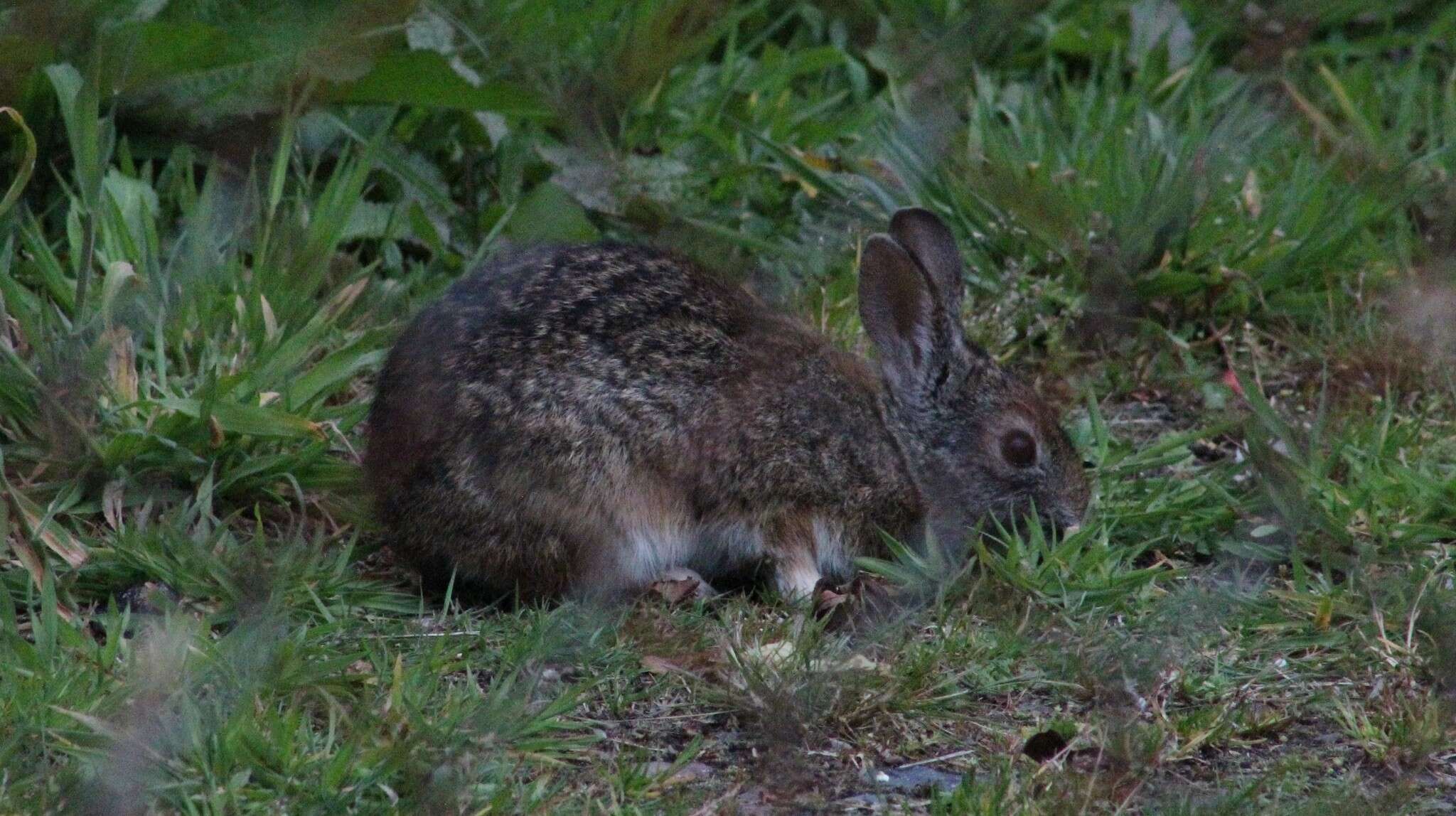 Image of Andean tapeti