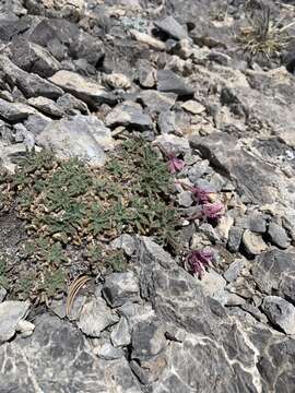 Imagem de Oenothera cespitosa subsp. crinita (Munz) Munz