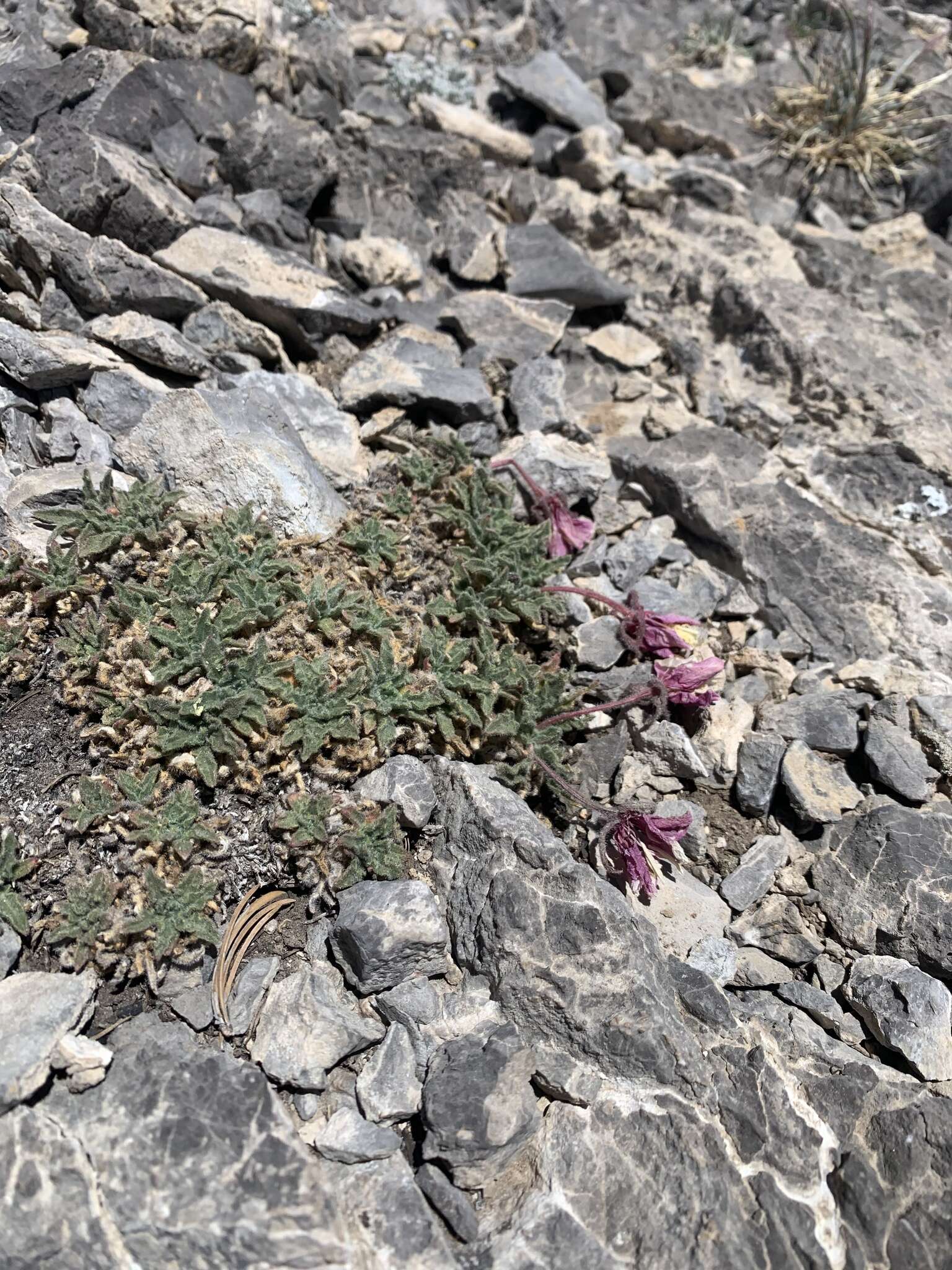 Imagem de Oenothera cespitosa subsp. crinita (Munz) Munz