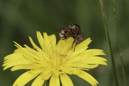 Image of Sicus ferrugineus (Linnaeus 1761)