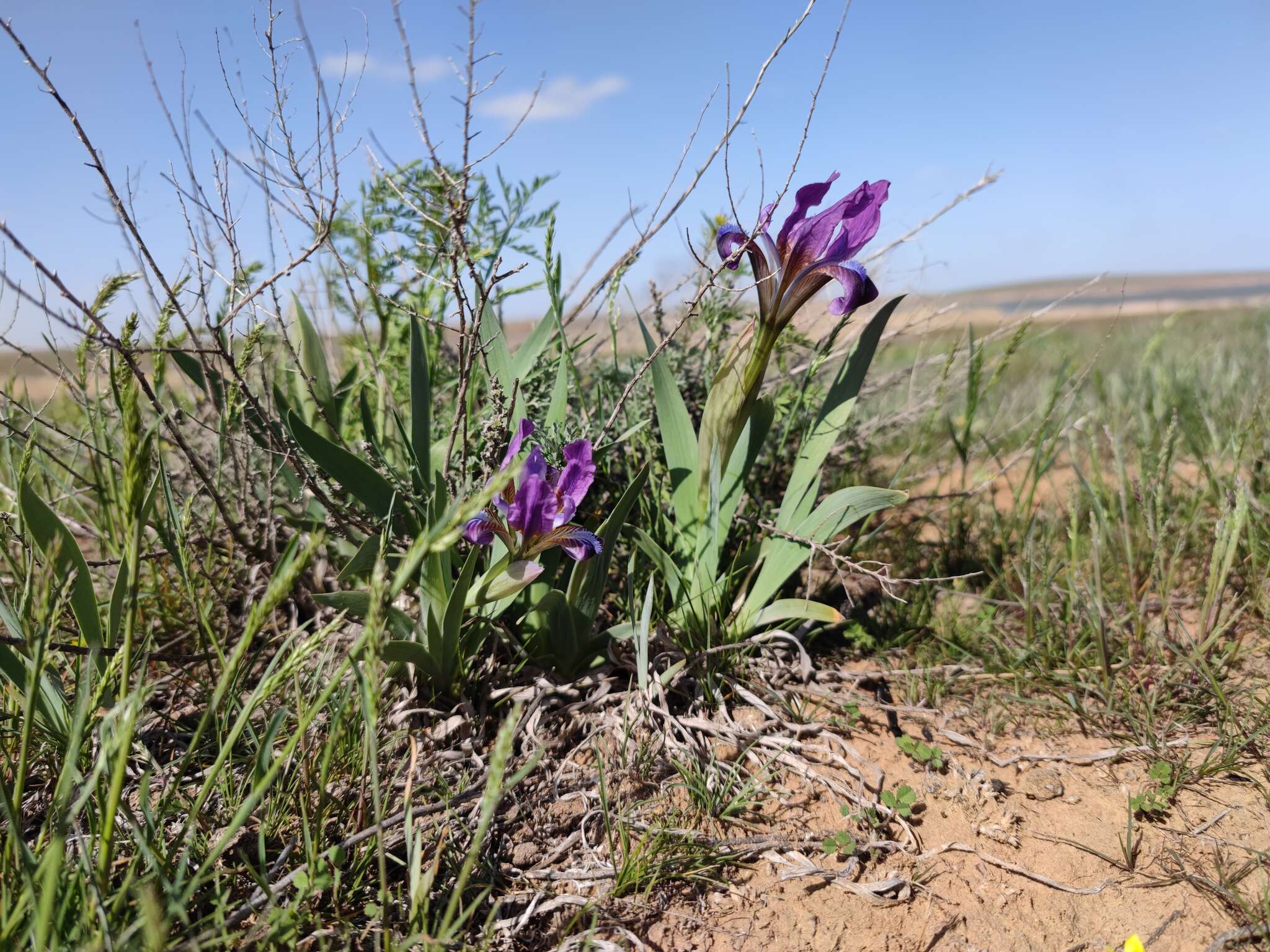 Image of Iris scariosa Willd. ex Link