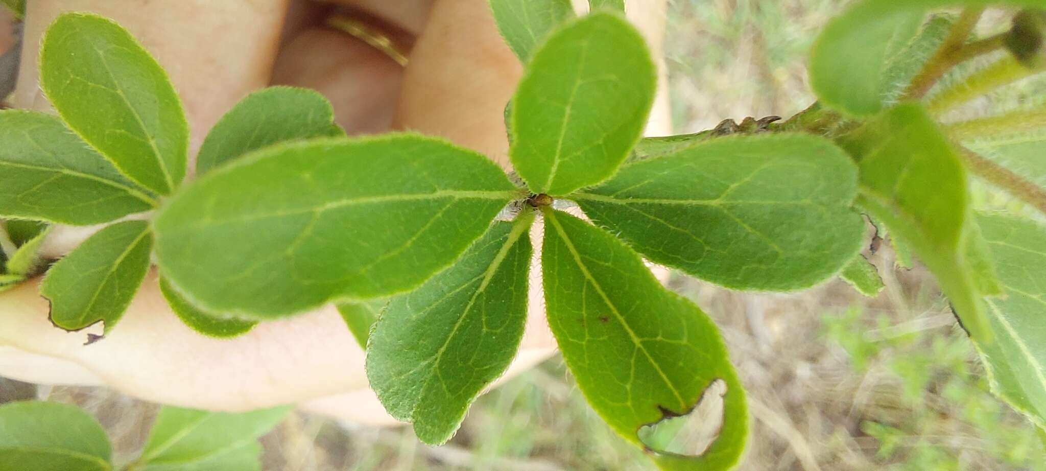 Image de Ehretia obtusifolia Hochst. ex DC.