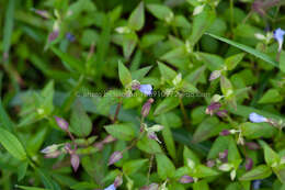 Image of Torenia violacea (Azaola ex Blanco) Pennell