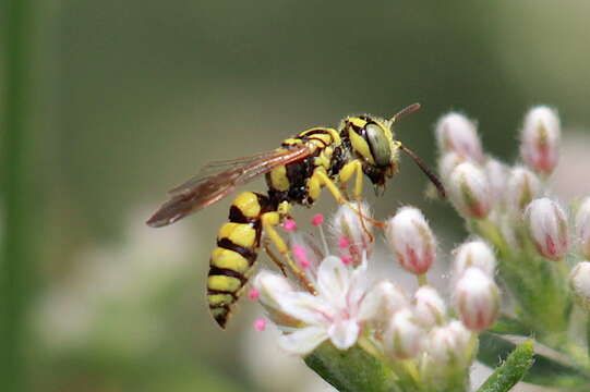 Philanthus multimaculatus Cameron 1891的圖片