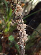 Image de Gymnopus imbricatus J. A. Cooper & P. Leonard 2013