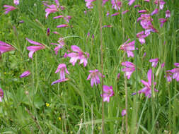 Image of Common Sword Lily