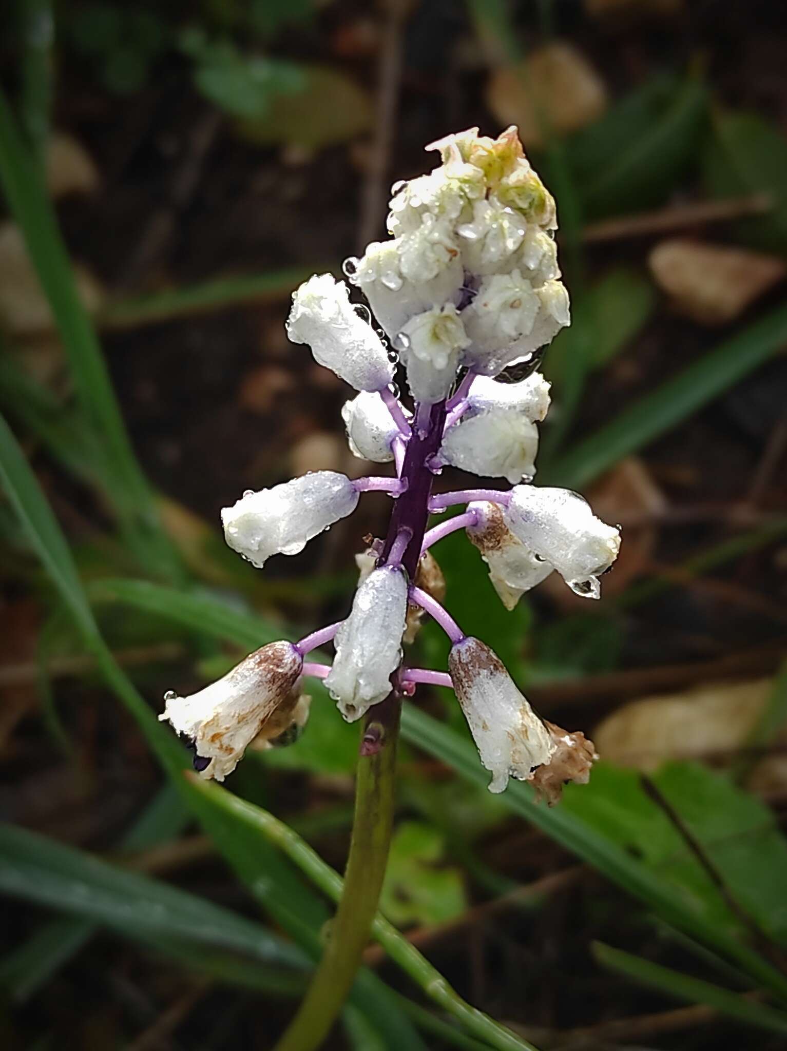 Image of Common Roman Squill