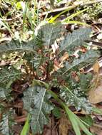 Image of Solanum prinophyllum Dun.