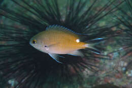 Image of Damselfish