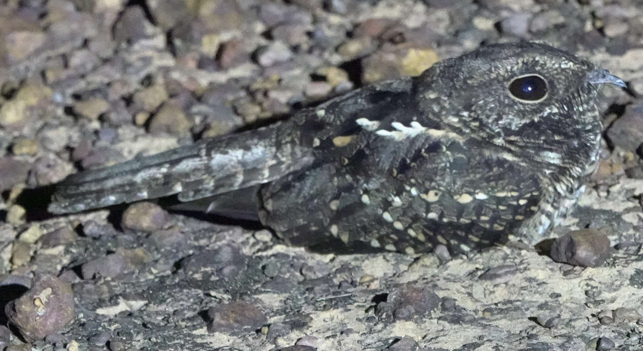 Image of Blackish Nightjar