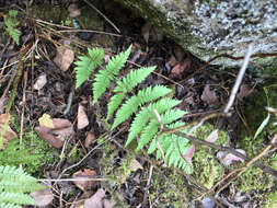 Image of intermediate woodfern