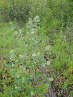 Image of Variable-Leaf Scorpion-Weed