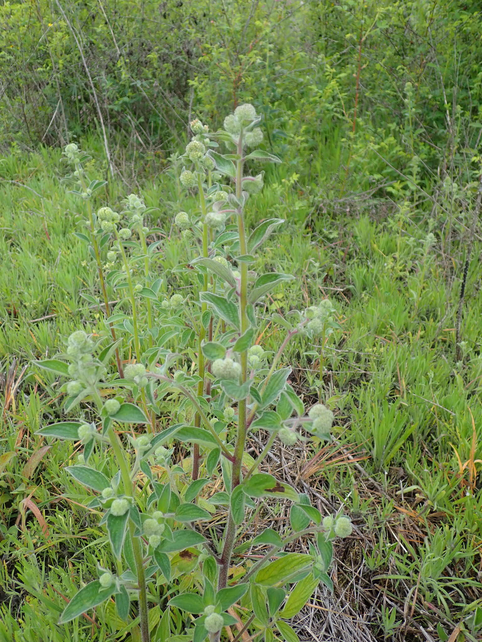 Image of Variable-Leaf Scorpion-Weed