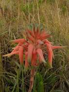 Plancia ëd Aloe micracantha Haw.