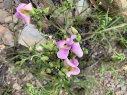 Sphenostylis angustifolia Sond.的圖片