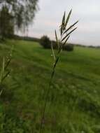 Image of heath false brome