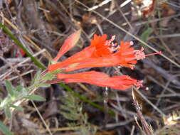 Image de Epilobium canum subsp. latifolium (Hook.) P. H. Raven