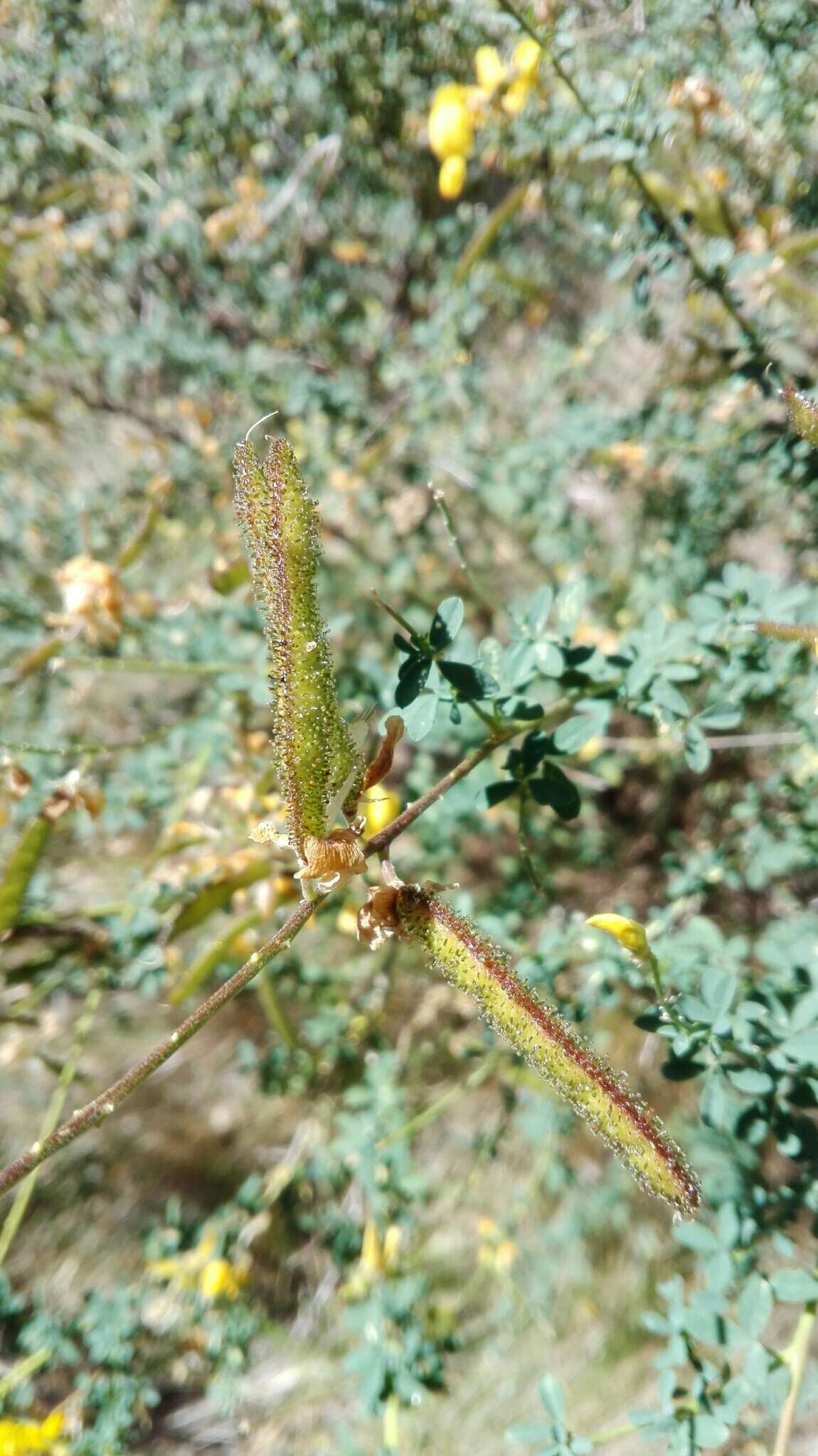 Image of Adenocarpus complicatus (L.) Gay