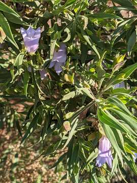 Image of Eremophila freelingii F. Muell.