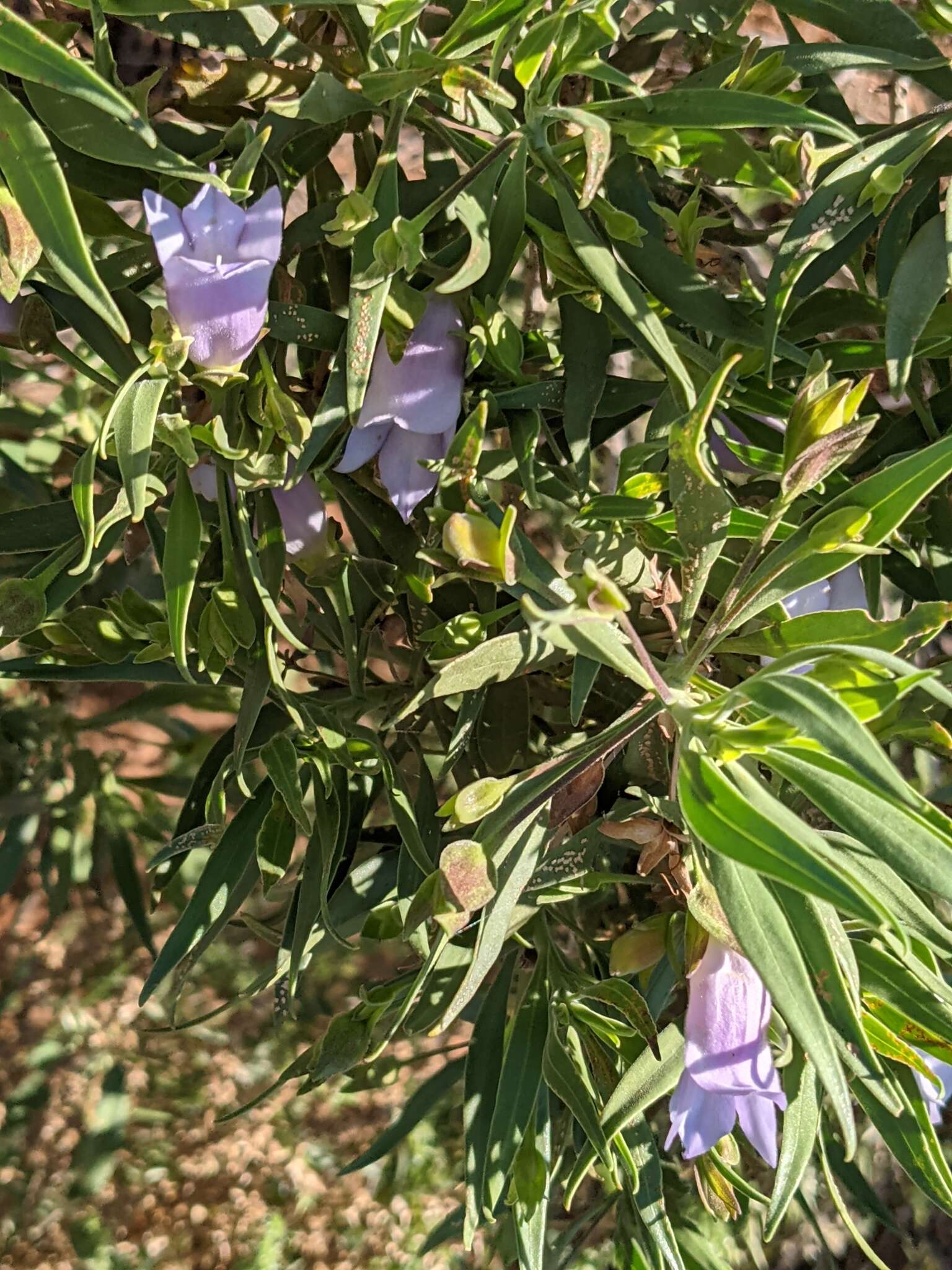 Eremophila freelingii F. Muell. resmi