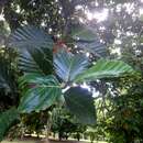 Image of Artocarpus nobilis Thw.