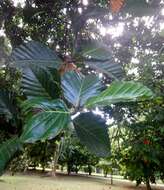 Artocarpus nobilis Thw. resmi