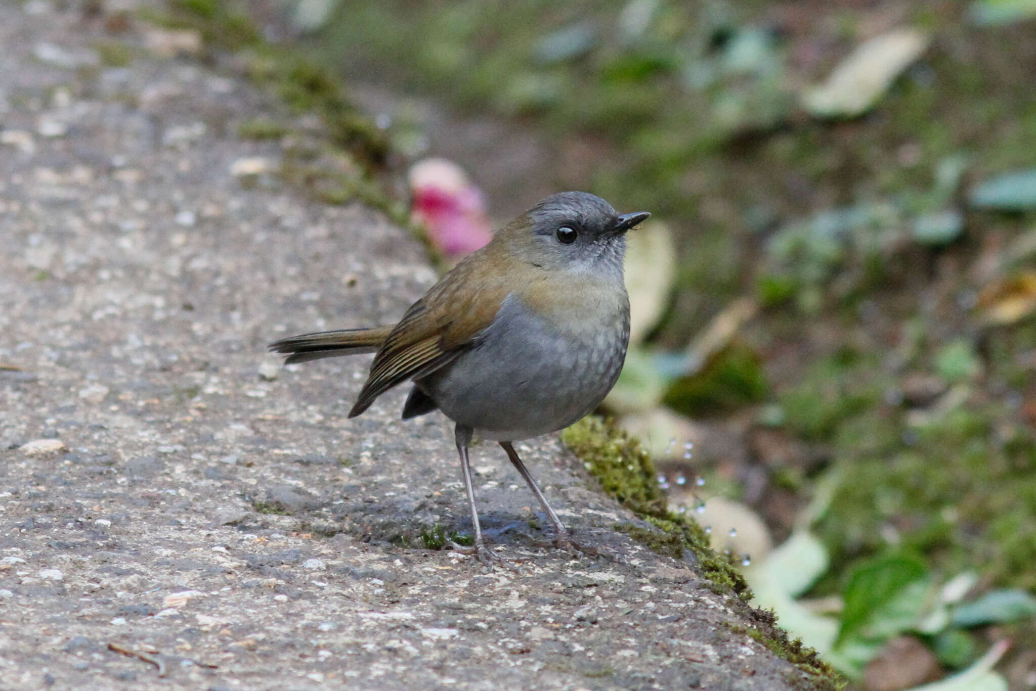 Catharus gracilirostris Salvin 1865的圖片