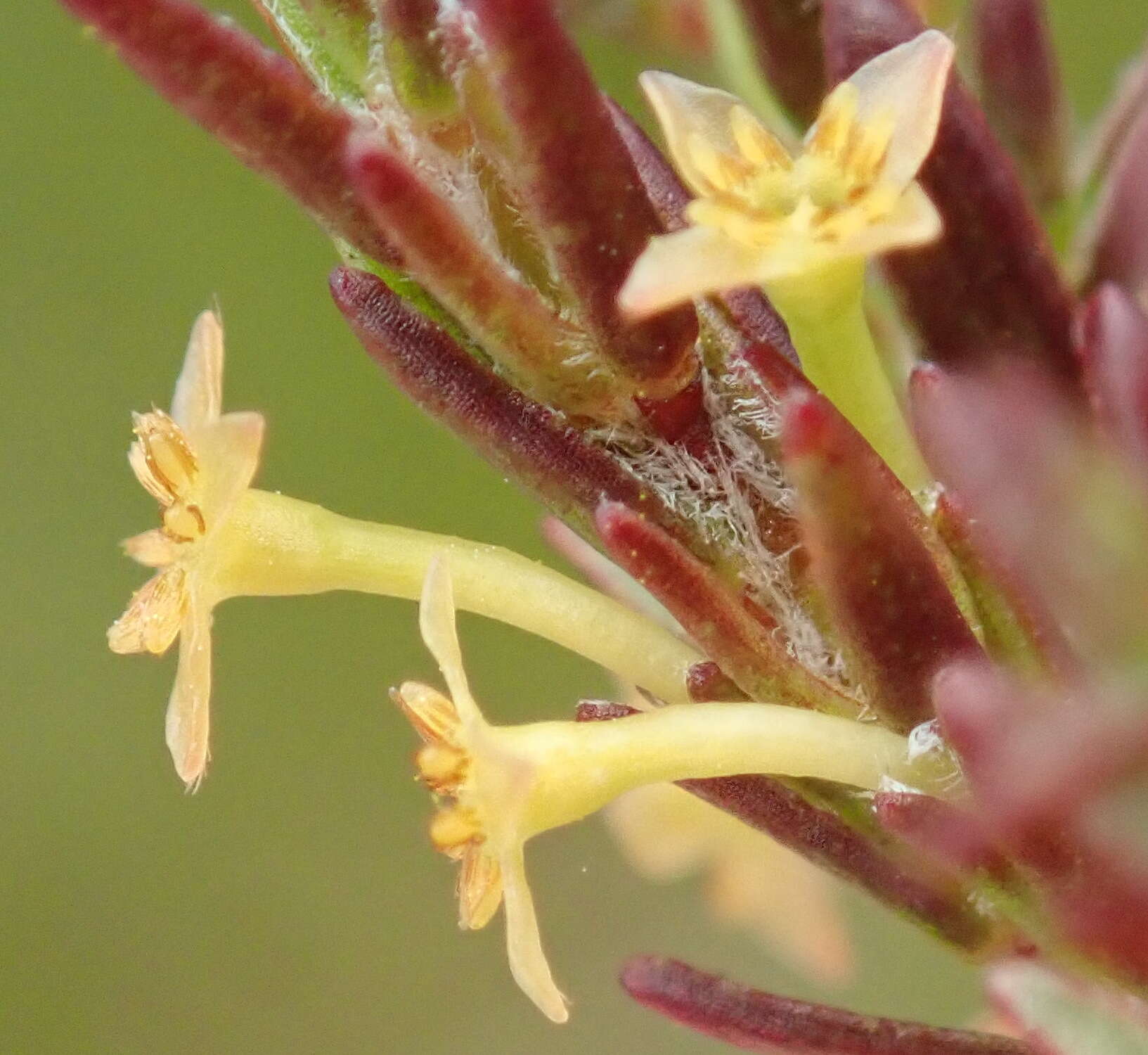 Image of Struthiola parviflora Bartl. ex Meissn.