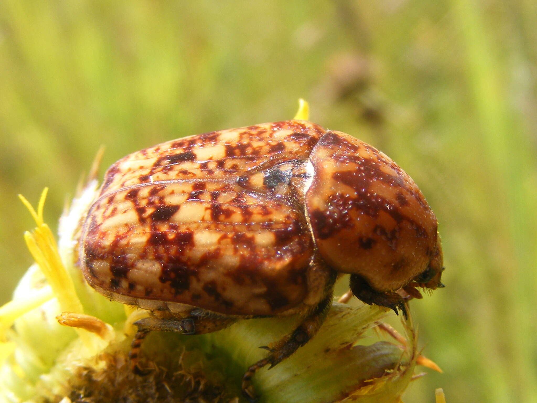 Image of Porphyronota hebraea (Olivier 1789)