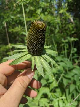 Image of Showy Coneflower