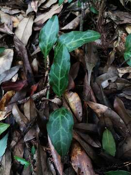 Image of Pyrola alboreticulata Hayata