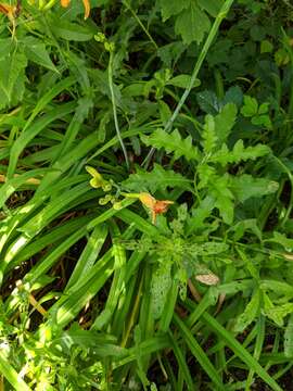 Image of Hemerocallis fulva var. fulva