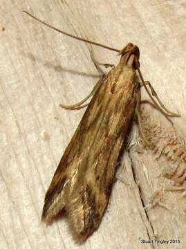 Image of Moth