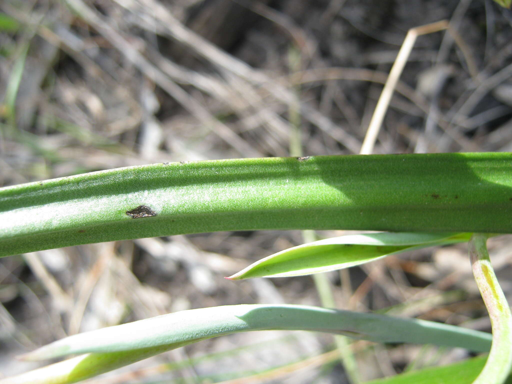 Image of Thelymitra bracteata J. Z. Weber ex Jeanes