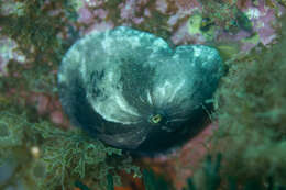 Image of Fissurellidea patagonica (Strebel 1907)