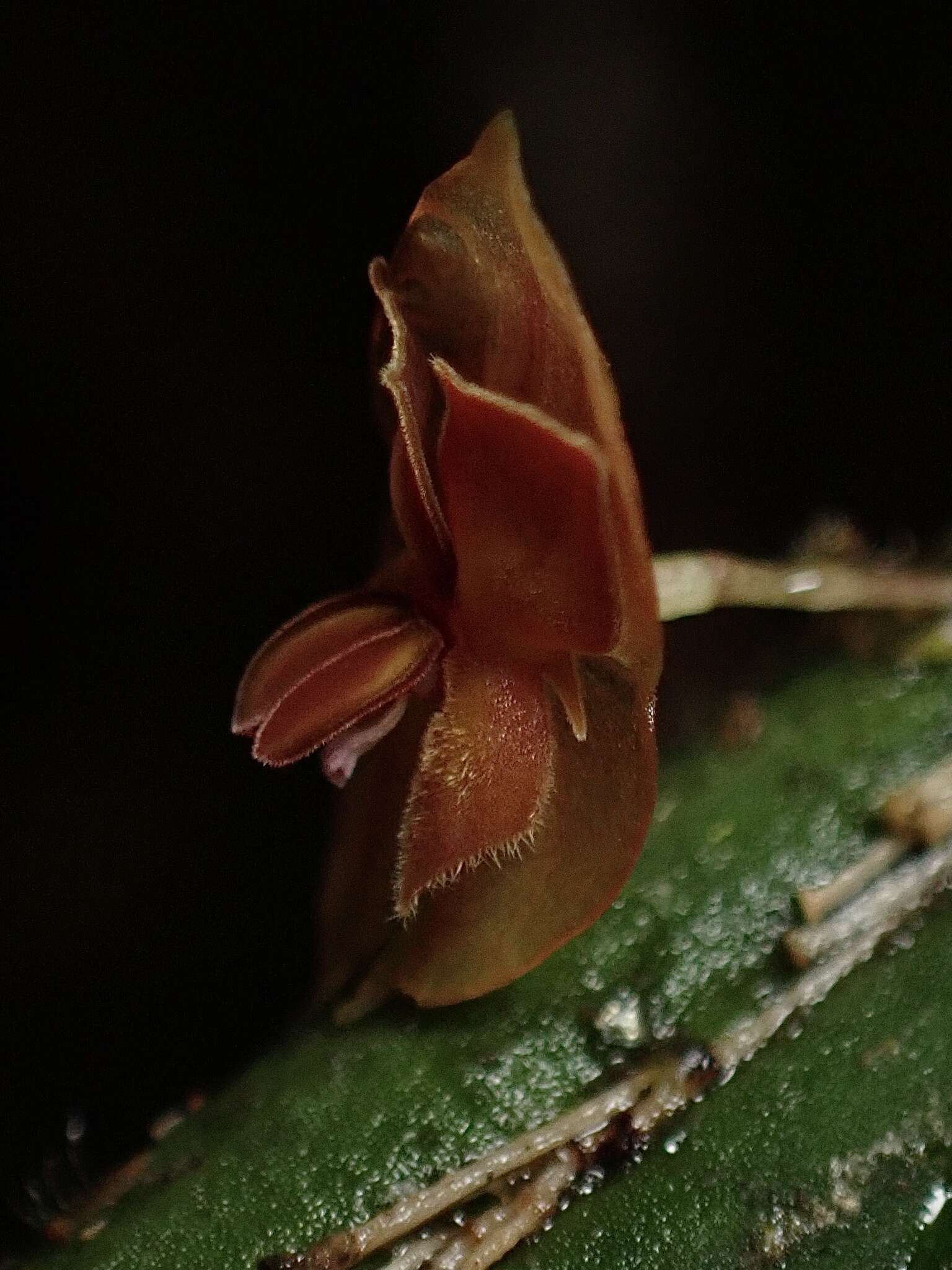 Image de Lepanthes pseudomucronata L. Jost & Luer