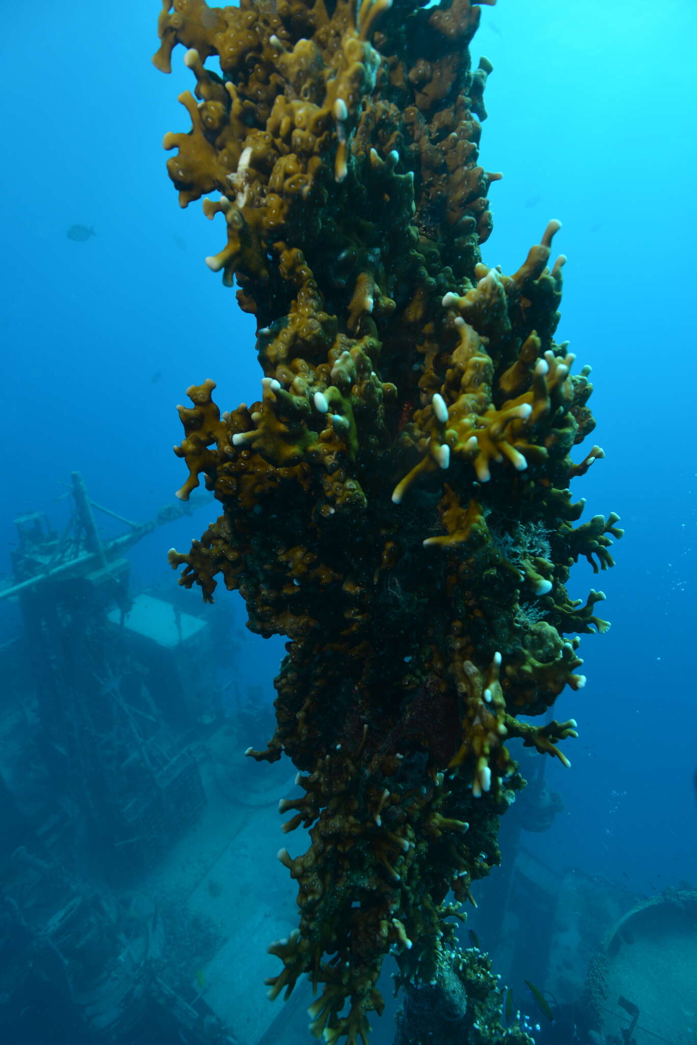 Image of Fire coral