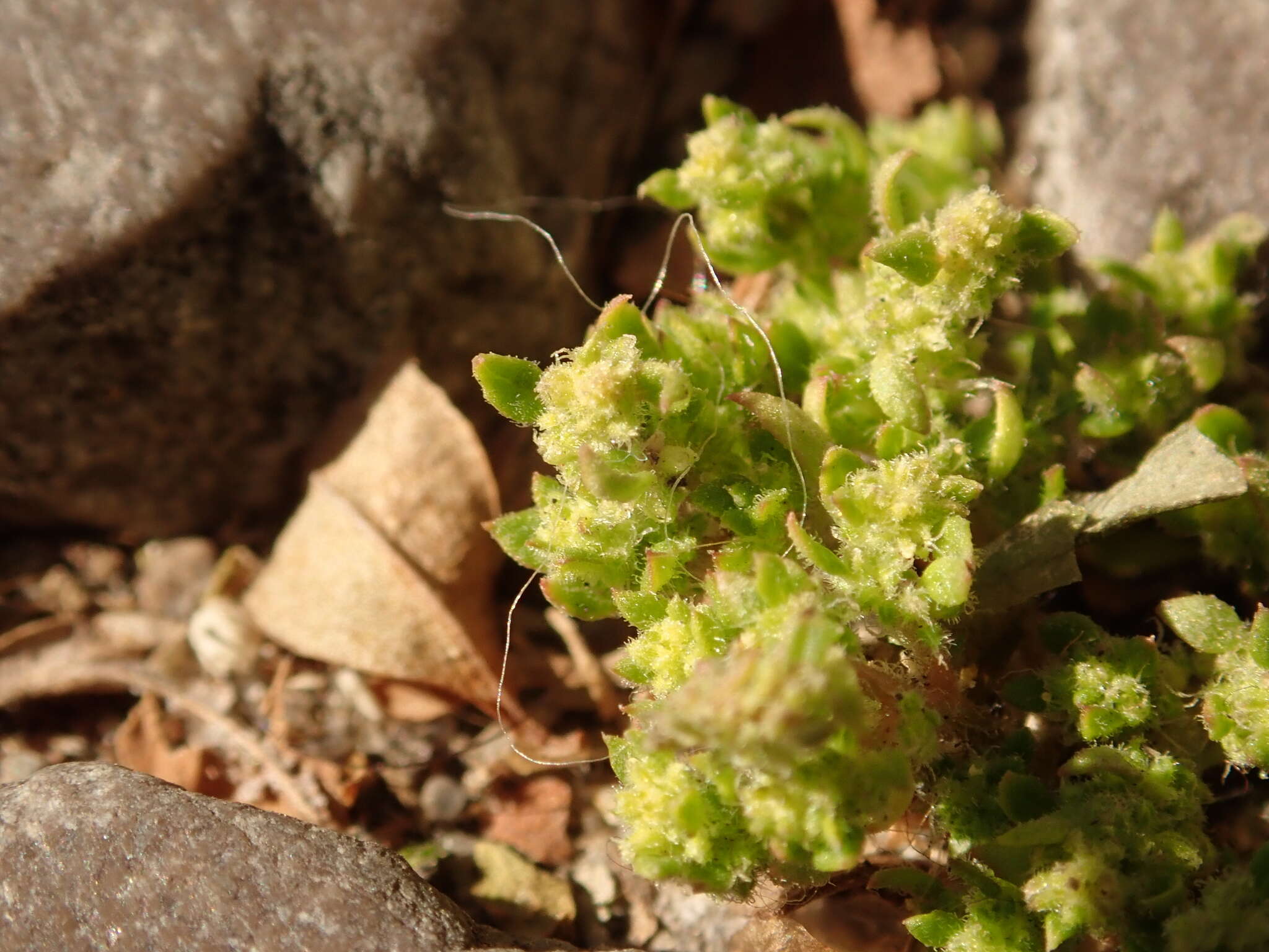 Image of hairy rupture-wort