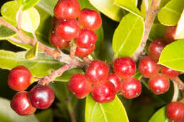 Image of Italian buckthorn