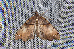 Image of brown fern moth