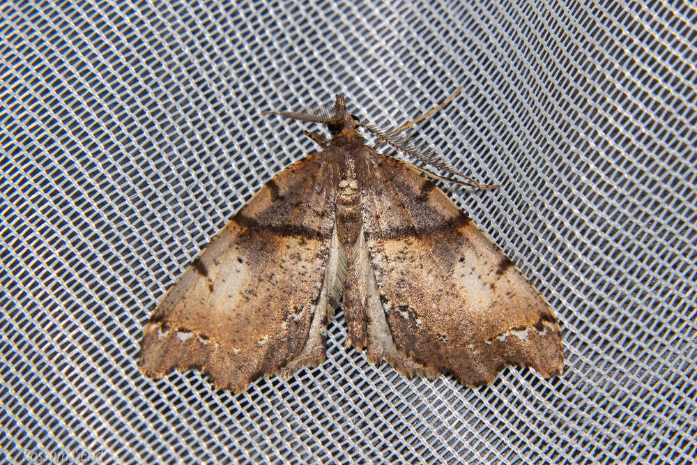 Image of brown fern moth