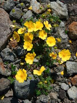 Image of Potentilla vulcanicola Juz.