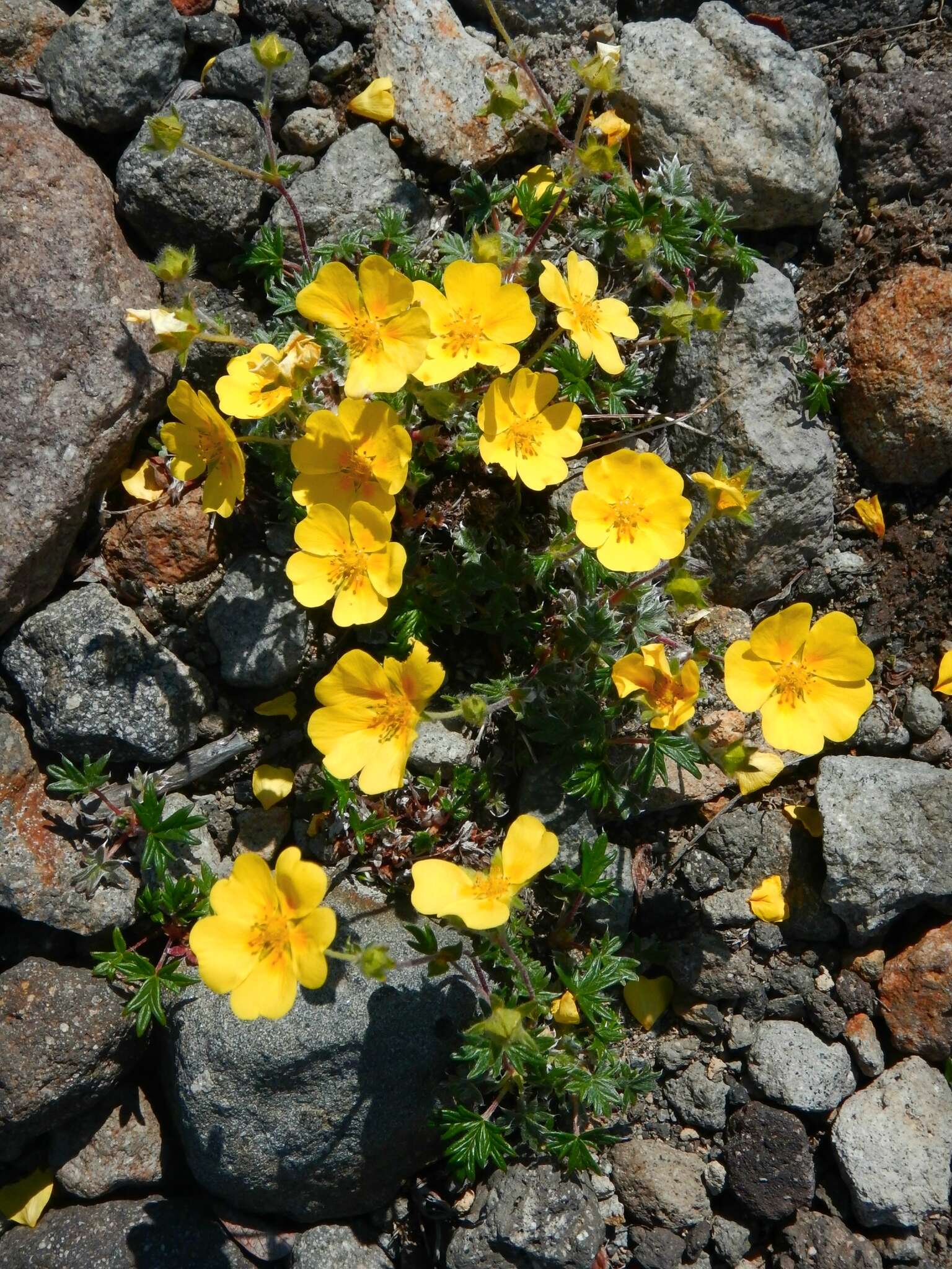 Image de Potentilla vulcanicola Juz.