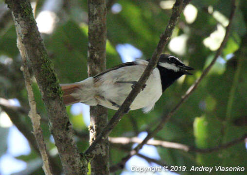 Image of Red-tailed Vangas